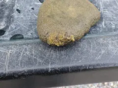 Ephydatia muelleri thumbnail 1