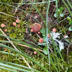 tangerine bonnet thumbnail 2