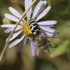 Steniolia obliqua thumbnail 3
