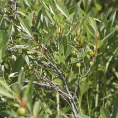 sand cherry thumbnail 2