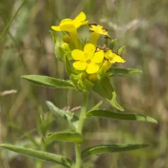 hoary puccoon thumbnail 2