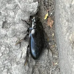 Giant Water Scavenger Beetle thumbnail 3
