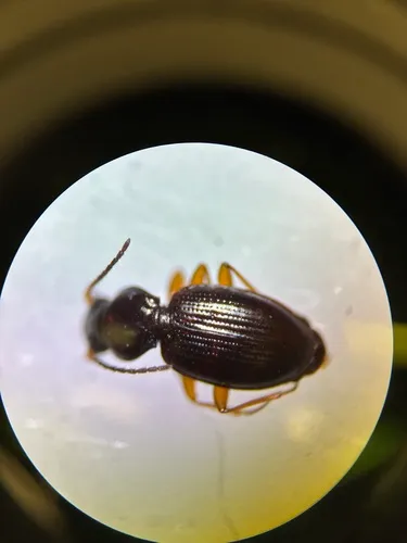 Bembidion nigrivestis