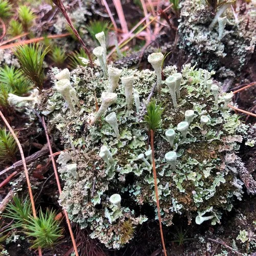 Trumpet Lichen