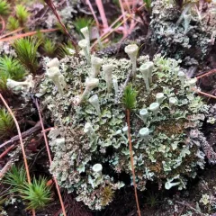 Trumpet Lichen thumbnail 1