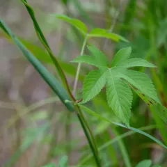 Japanese Hops thumbnail 1