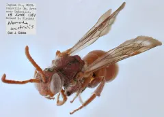 Five-spined Nomad thumbnail 2