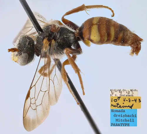 Driesbach's Nomad Bee