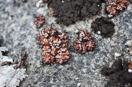 Lesser Rockbud Lichen