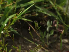 Dwarf Groundsmoke thumbnail 2