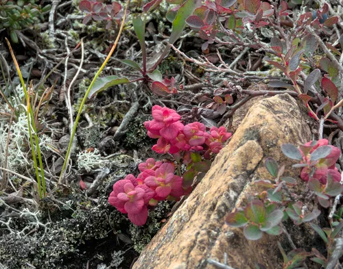 Exobasidium vaccinii-uliginosi
