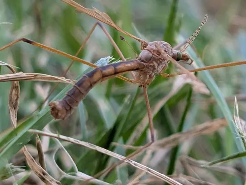 Tipula spenceriana