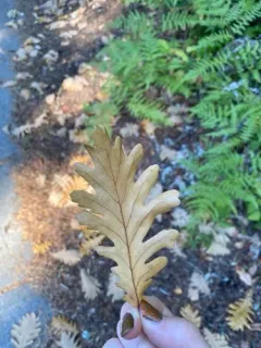 Hungarian Oak thumbnail 1