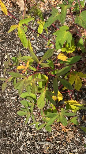 Roselle