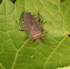 Horned Squash Bug thumbnail 2