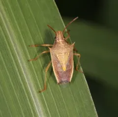 Rice Stink Bug thumbnail 4
