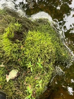 Bordered Brook Moss thumbnail 2