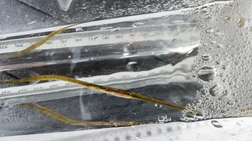 Atlantic Bluespotted Cornetfish