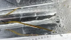 Atlantic Bluespotted Cornetfish thumbnail 1