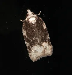 Acleris clarkei thumbnail 4
