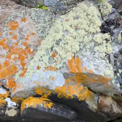 Rock Bushy Lichen thumbnail 2