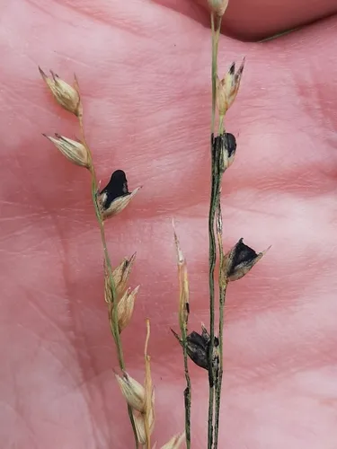 Tilletia maclaganii
