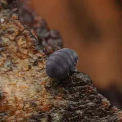 Lophognathella choreutes thumbnail 2
