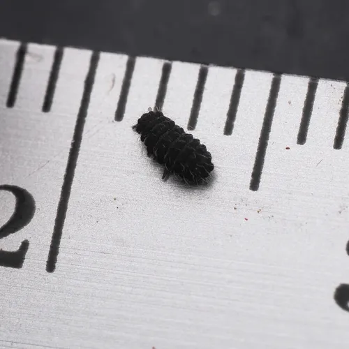 Moss Springtail