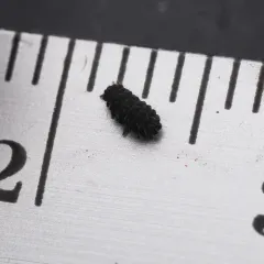 Moss Springtail thumbnail 1