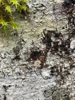 Lecanora pacifica thumbnail 1