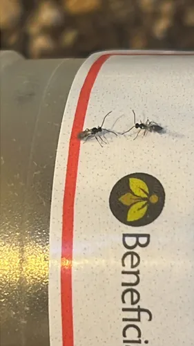 Aphidius colemani
