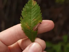 Parornix spiraeifoliella thumbnail 1