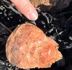 Great Spider Crab thumbnail 4