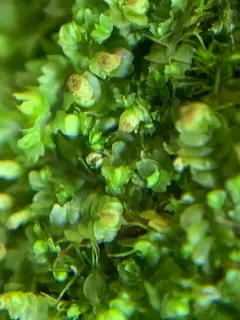 Ragged Notchwort thumbnail 1