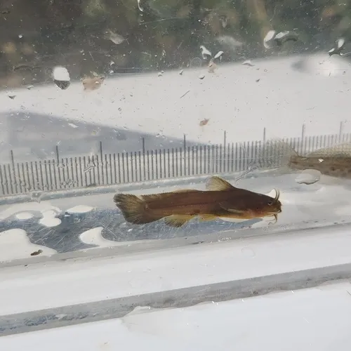 Tadpole Madtom