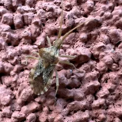 Centrocoris volxemi thumbnail 1