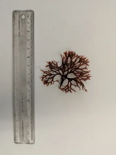Rhodymenia californica