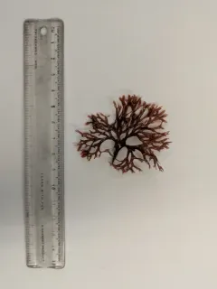 Rhodymenia californica thumbnail 1