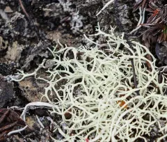Arctic Oakmoss Lichen thumbnail 4