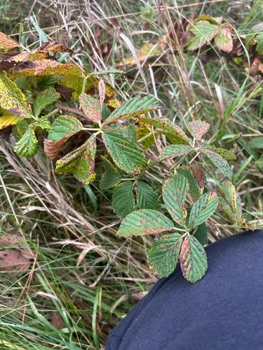 Missouri Blackberry
