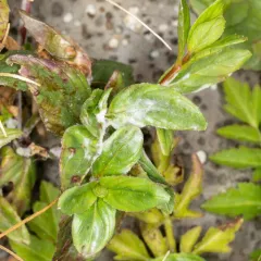 Willowherb Mildew thumbnail 3