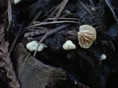 Crepidotus subverrucisporus thumbnail 2