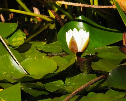 European White Waterlily