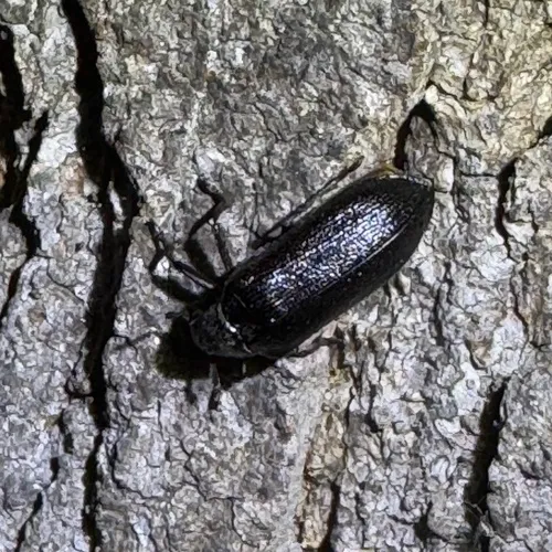 Serrate Cedar Beetle