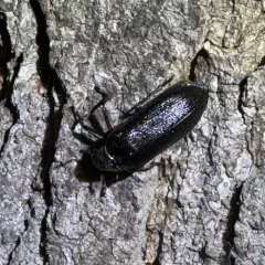 Serrate Cedar Beetle thumbnail 1