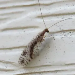 Variegated Brown Lacewing thumbnail 2