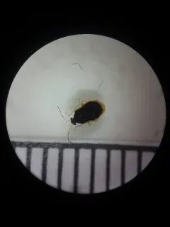 American Bracken Bug thumbnail 1