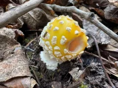 jewelled amanita thumbnail 1