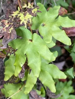 Hartford fern thumbnail 4