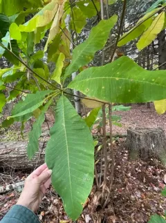 bigleaf magnolia thumbnail 2